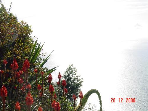 Mountain and sea at Madeira - You have lots of this kind od view at Madeira, a Portuguese island in the Atlantic. You are in a mountain and suddenly, the sea is there. Flowers are everywhere.