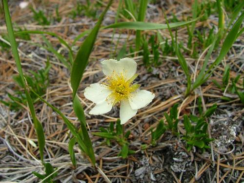 The Beauty - One single flower stands alone, a sign of beauty and independence.