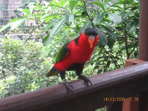 parrot - a small red parrot