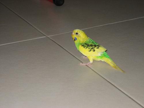 parakeet - One of my pets, a parakeet