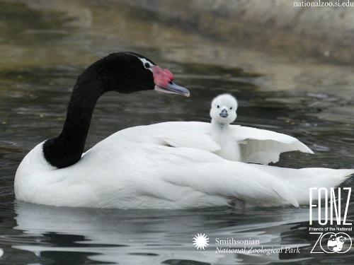 protection - My family is protected with me
