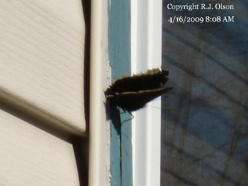 First one of 2009 - The first butterfly of the season on my houses window .