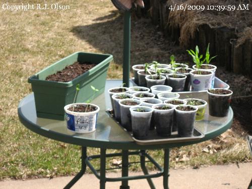 Seedlings - setting out in the warm sunshine finally. Seedlings - setting out in the warm sunshine finally.