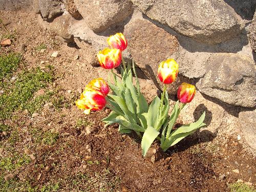 My tulips planted outside. - planted tulips