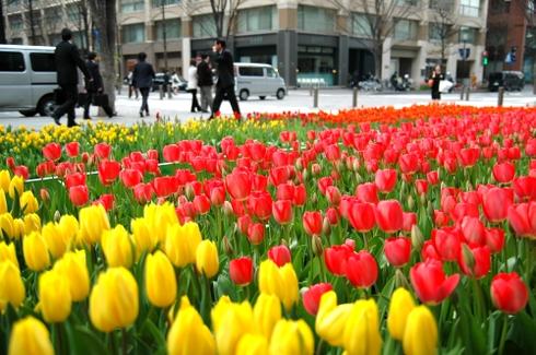 Tulips - This is a picture of a garden of tulips outside an office building in Japan.