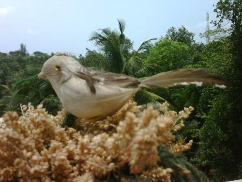 my pet.. - my pet toy bird in the bush..