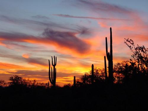 Arizona Sunset with Cactus picture - This is a really beautiful picture of the sunset in Arizona with really beautiful cactus.