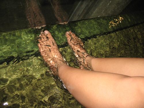 fishy fishy - Foot spa at Singapore Night Safari