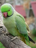 parrot - ringneck parrot
