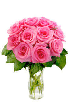 pink roses - pink roses in a vase
