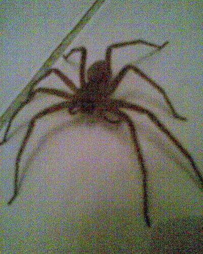 spider - A spider specie which I found in our house. Its color is obviously brown. It's about three to five inches big.