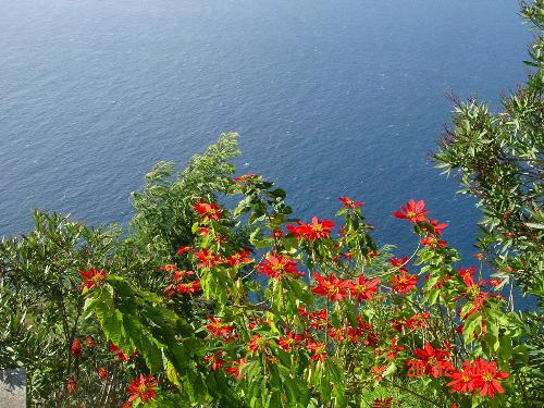 Flowers and the sea - Another photo from Madeira island