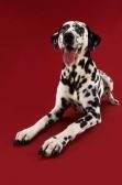 Dalmation - Pic of Dalmation