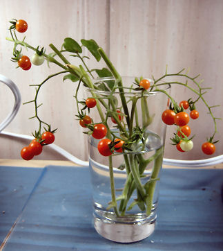 currant tomatoes - These tiny but very tasty and sweet tomatoes are among my favorite varieties for growing indoors.