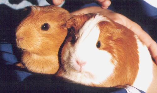 Hamster - ham ham