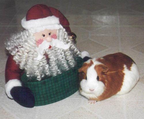 Hamster - ham ham...