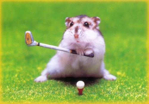 Hamster - Hamster....