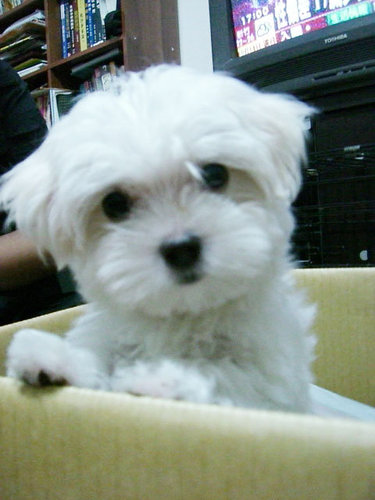 the cutest maltese! - this is jang miu miu, this maltese is a female and she had starred in 'Fated to Love You', one of the best series in Taiwan last year. picture credited to her owner. :)