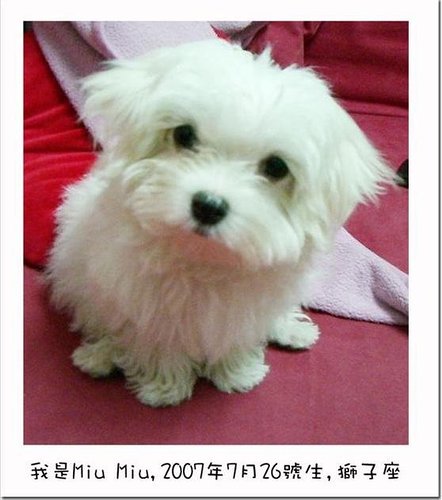 miu miu - this maltese starred in 'Fated to Love You', one of the best series in Taiwan last year. picture credited to her owner.