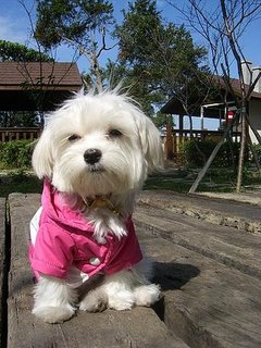 kawaii miu miu - this maltese starred in 'Fated to Love You', one of the best series in Taiwan last year. picture credited to her owner.
