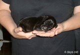 Funny doggy - This photo is of a funny dog
