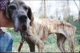 funny dog - the fuuny dog