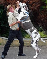 funniest dog - this is the tall dog