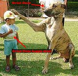 funnie dog - this is a funny dog