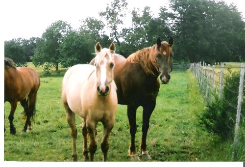 Three Horses I fell dearly in love with! - These three horses I fell so in love with back in 2007 when they came to our farm; Left to right Maggie is on the far left she turned her head of course at the last second; (middle) is Sunshine Young Palomino to Babe her Mother on the Right there; Babe was my favorite of them all; Such a sweet gentle soul she had;