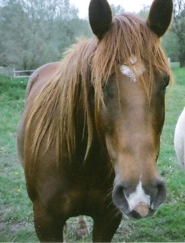 come and meet Beautiful Babe! - This is one of the many pics of Babe I took while she was living on our Farm;

See that a beauty she is?

