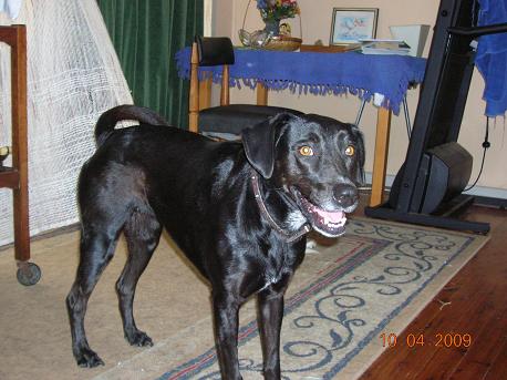 Shiny Lucy - Check out the coat on my lovely girl.
