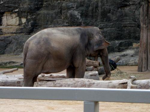 Elephant - Elephant at San Antonio Zoo
