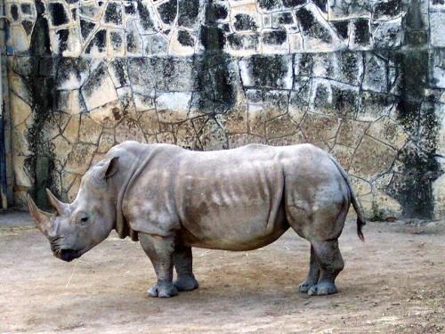 Rhino - Rhino at the San Antonio zoo.