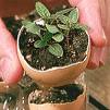 Eggshell Pot - Seedling starter pot