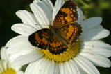 butterfly on flower - There are many butterflies in the garden. This photo is one of my favorites.