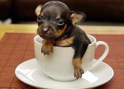 the smallest dog - tihs the picture the smallest dog in the world