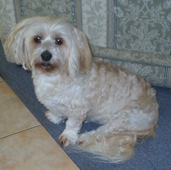 My Beautiful Penny - Penny is a Llasa Apso x Maltese, and is 12 years old.