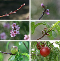Fruits are very good for our health - The development sequence of a typical drupe, the nectarine (Prunus persica) over a 7½ month period, from bud formation in early winter to fruit ripening in midsummer .