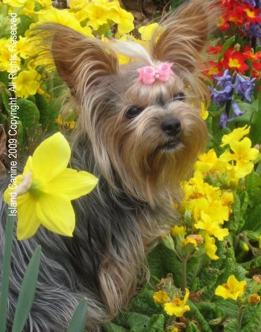 Prevent Canine Heat Stroke - Knowledge is power. Prevention is Cure.
Keep our Fury Friends safe from Heat Stroke. Prevent Canine Heat Stroke - Knowledge is power. Prevention is Cure.
Keep our Fury Friends safe from Heat Stroke.