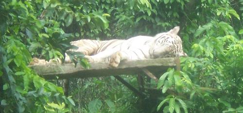 White Tiger - it was taken in Ragunan zoological.