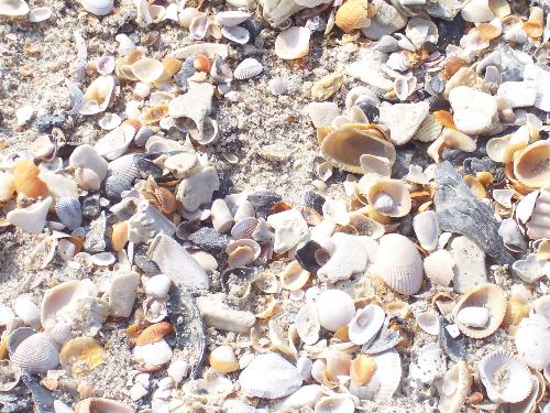 Shells - Shells galore found on Myrtle Beach, in South Carolina.