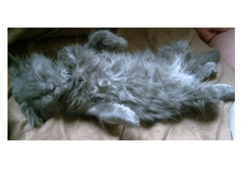 Sassy kitty - This is my Sassy when she was just a baby. It's the first picture I ever took of her. She still sleeps like this most of the time :)