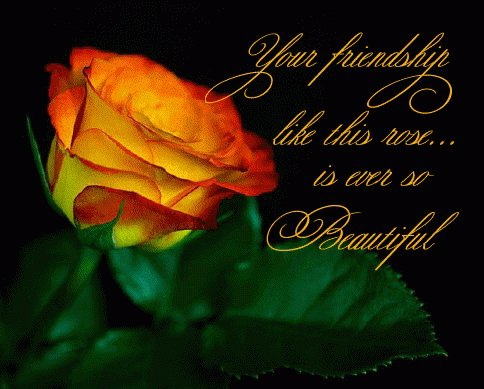 friend - a friendship rose, so pretty