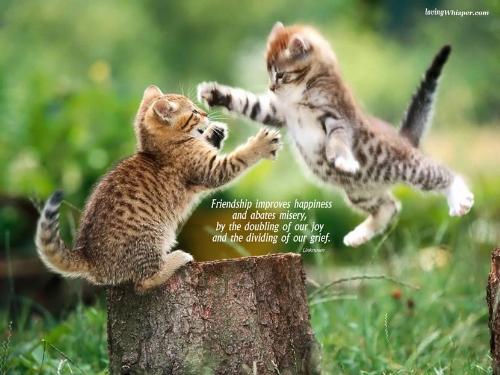 Friendship.... - Friendship