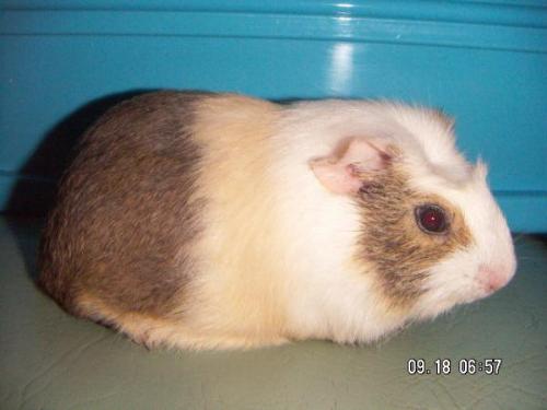 crested cavy - a crested cavy with color brown, orange and white