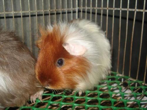 satin cavy - I got this picture from a friend sheng. Its her satin cavy named twinkle. She has white and orange color.