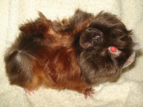 peruvian cavy - This is my friend's peruvian cavy named satina. A peruvian satin sow