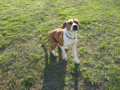 Big Jake - He's so big that most everyone is afraid of him....until they get to know him. He is the biggest baby I have ever seen. He pouts worse than my children when he doesn't get his way.