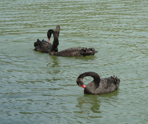 Black swan - the elegant being,i love them. Are they really from THE tales?
