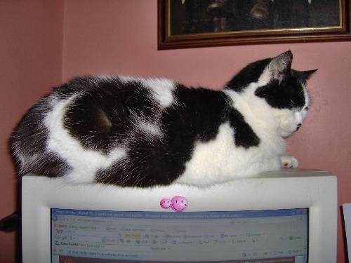 Poppy - My cat Poppy in one of her favorite places on top of my computer monitor.